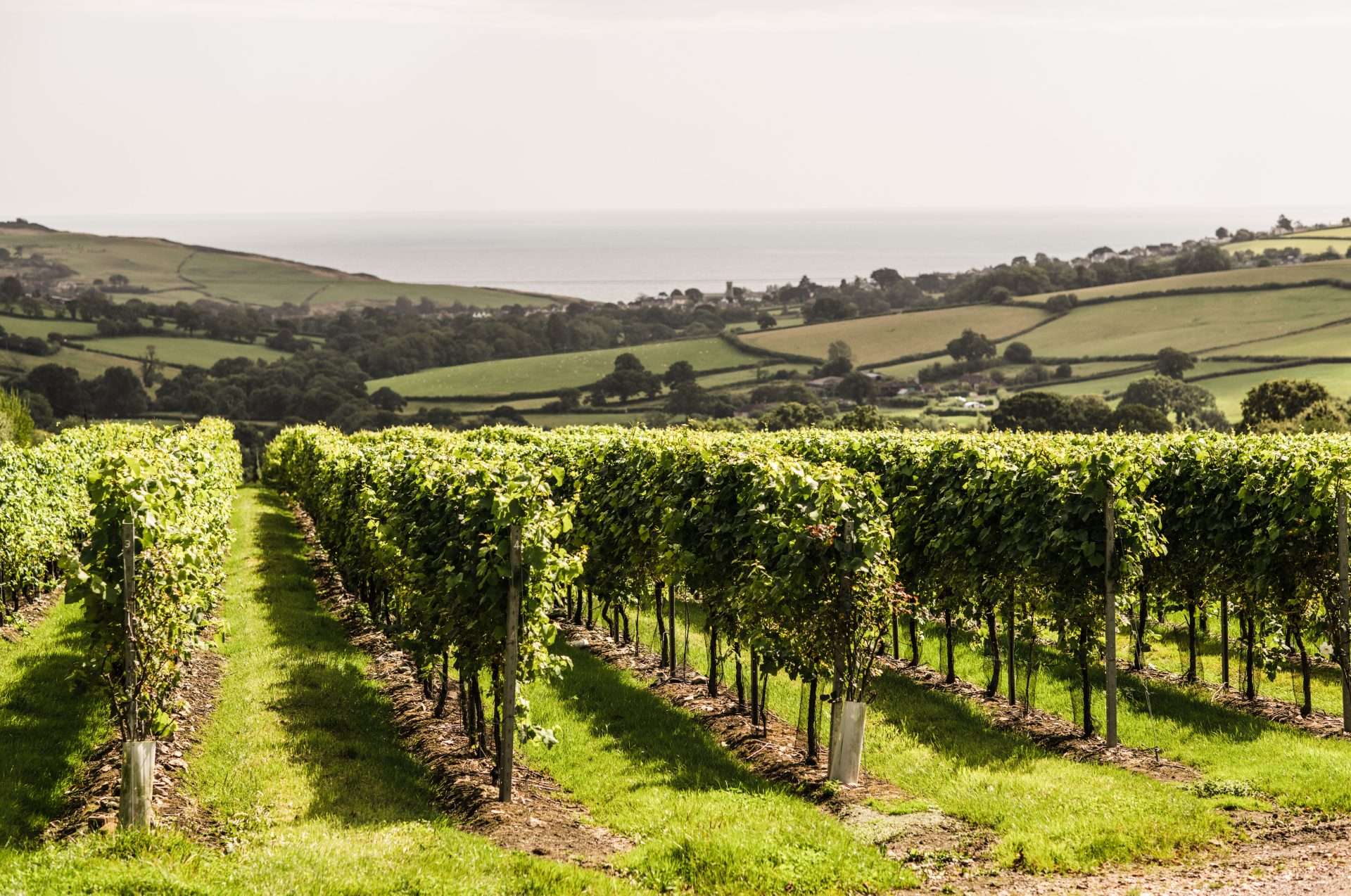 drinksretailingnews.co.uk