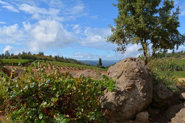 Lava-Cap,-vineyard-&-geology