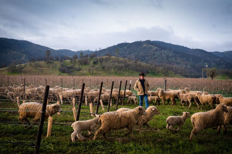 20200306_Shannon_Ridge_Sundberg__DSC0588