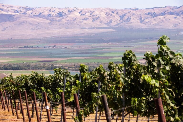 Vineyard,Ready,To,Harvest,In,Monterey,California