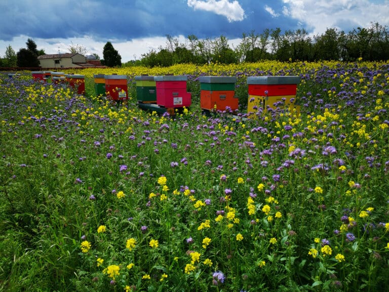 Dettaglio-arnie-e-campo-in--fiore---Tenute-Tomasella