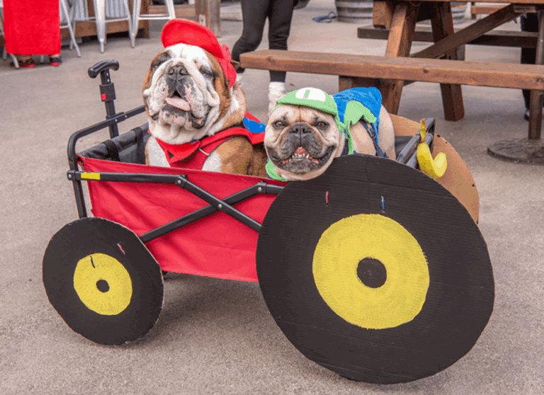 Larson Family Winery hosts annual Canine Costume Contest 2025