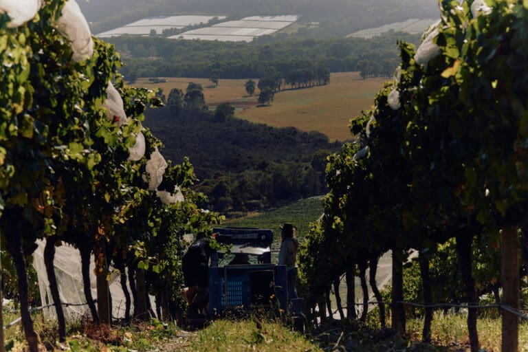 Yarra-Valley_GS_0324_449-LOW-RES