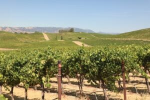 JS-Lee-Vineyard-9