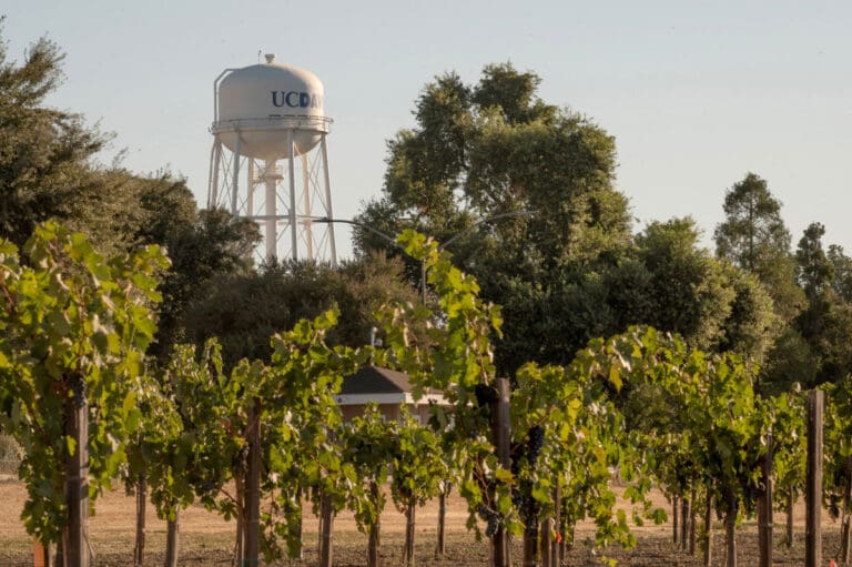 20250818-vineyard-tower-5586_1200