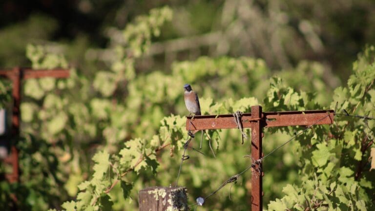 Bird in Vineyard