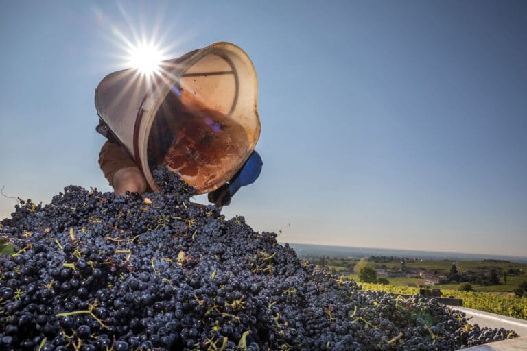 Beaujolais-Harvest-photo-credit-Etienne-Ramousse-WEB