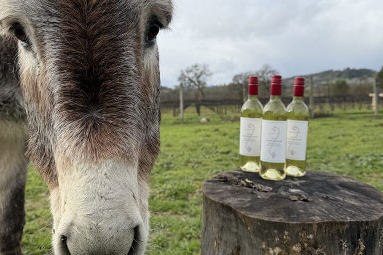 image1_Rescued_donkey_Jen_Jen_and_her_wine_ftimg