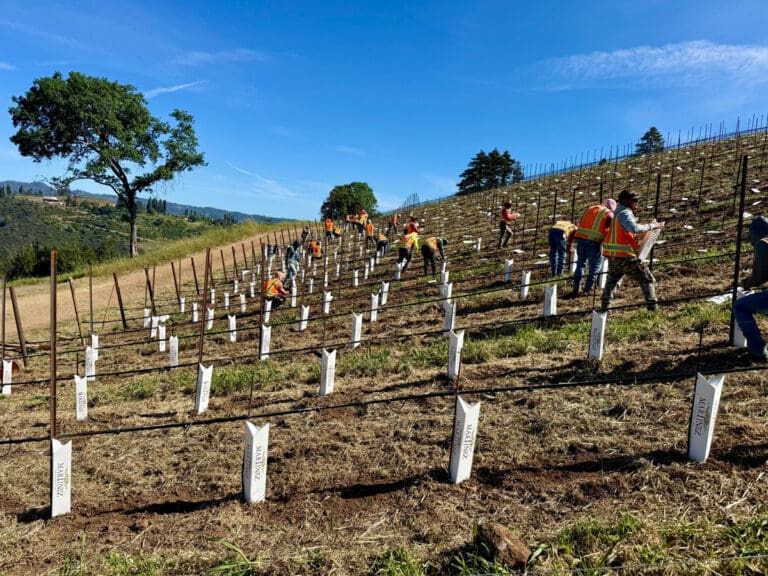 Spring-Mountain-Vineyard-Kicks-off-Phase-2_1