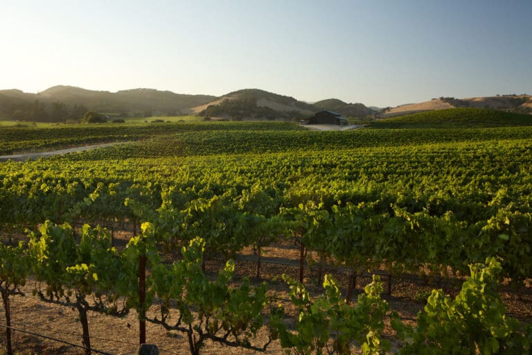 DC-Vineyard-(5)_estatebarn3_CurtFischer