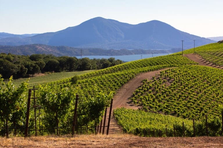 clear-lake-ava-shannon-family-of-wines