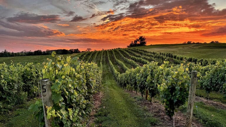 Wine Folly Launches Pennsylvania Wine Country Guide
