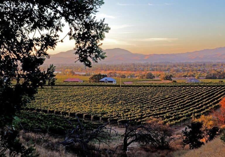 Tri-Valley Conservancy_vineyard