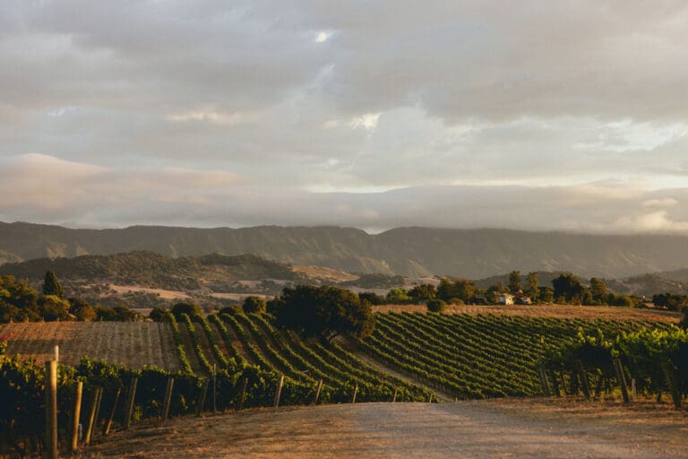 Buttonwood-Farm-and-Vineyard-land_credit-to-Heather-Daenitz_1200