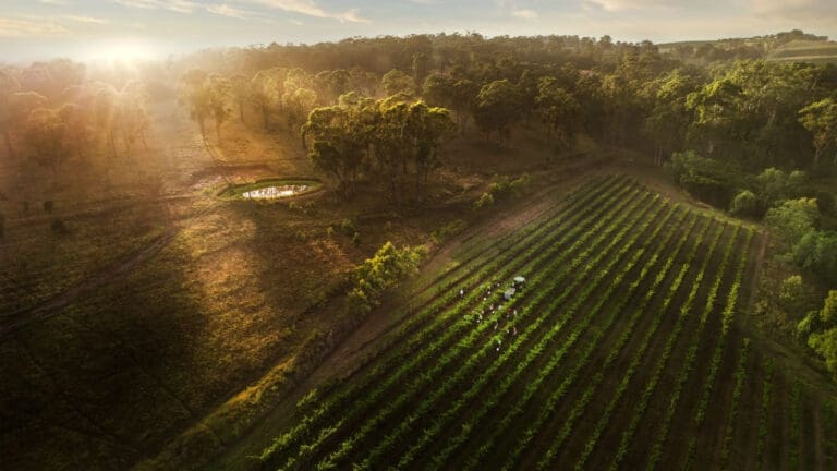 Louis Jadot Wine Photographer of the Year_2