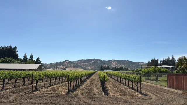 VINEYARD1