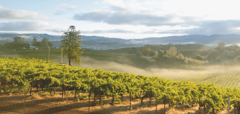 New ‘Sonoma County Wine’ Promotion Effort to Launch in 2027