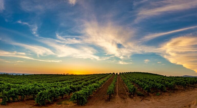 Temecula,Wine,Country,Vineyard,In,Southern,California