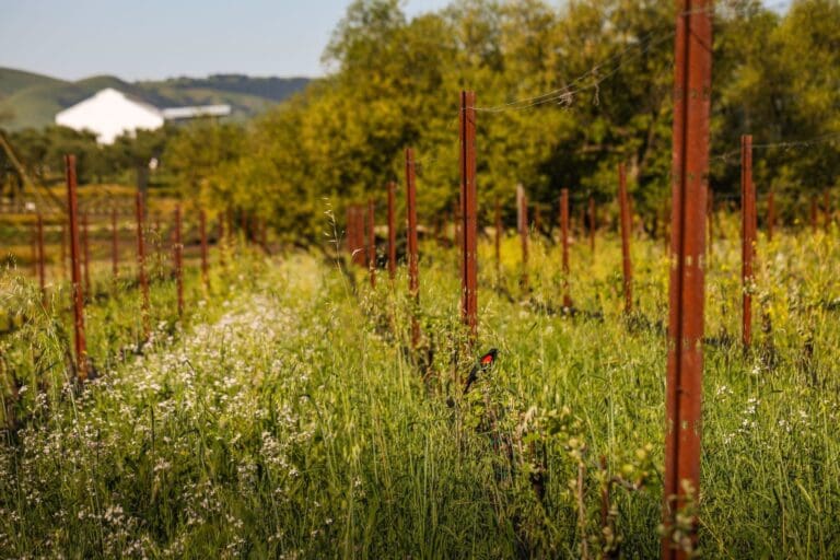 The Donum Estate, Partnership with Regenerative Viticulture Foundation - Press Release, July 2026