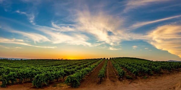 Wine Industry Network
