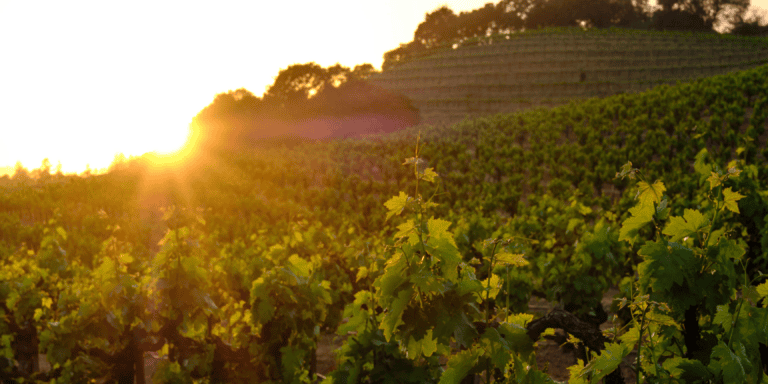 Mauritson Family and Foley Family Wines & Spirits Recognized for Outstanding Industry Leadership