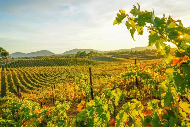 Vineyards in Fall, Callaway Winery