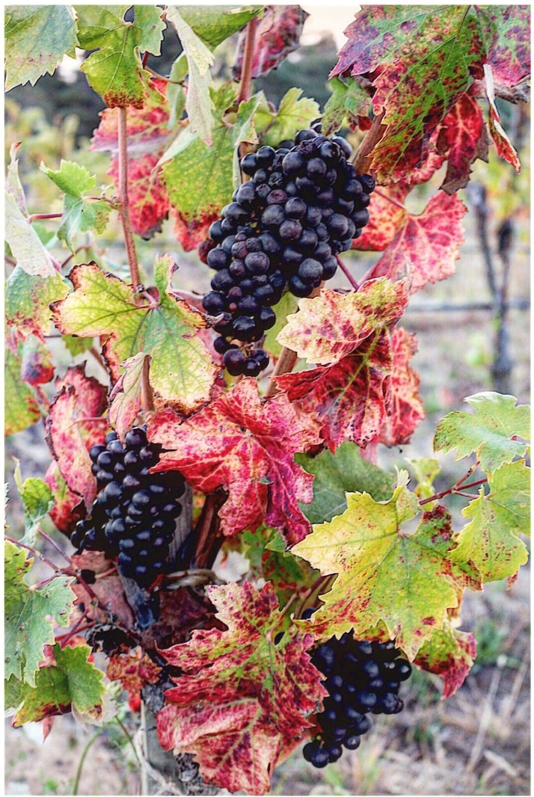 globalwinebank.com