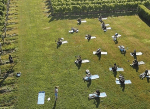 Morning Moves in the Vines at the Wine Stand