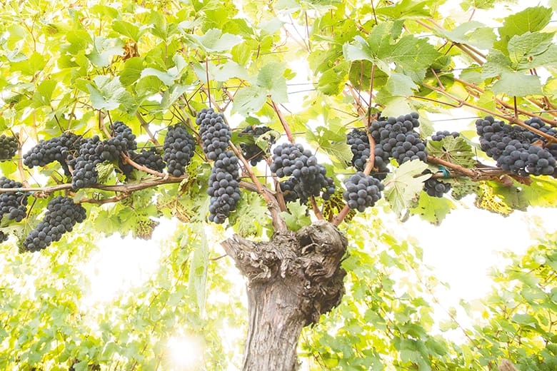 oregonwinepress.com