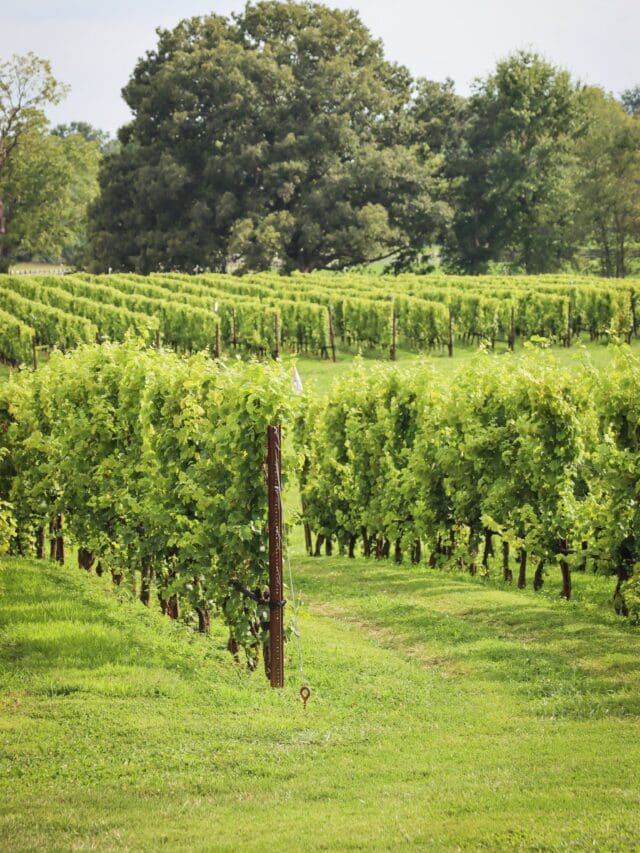 wineclassroom.substack.com