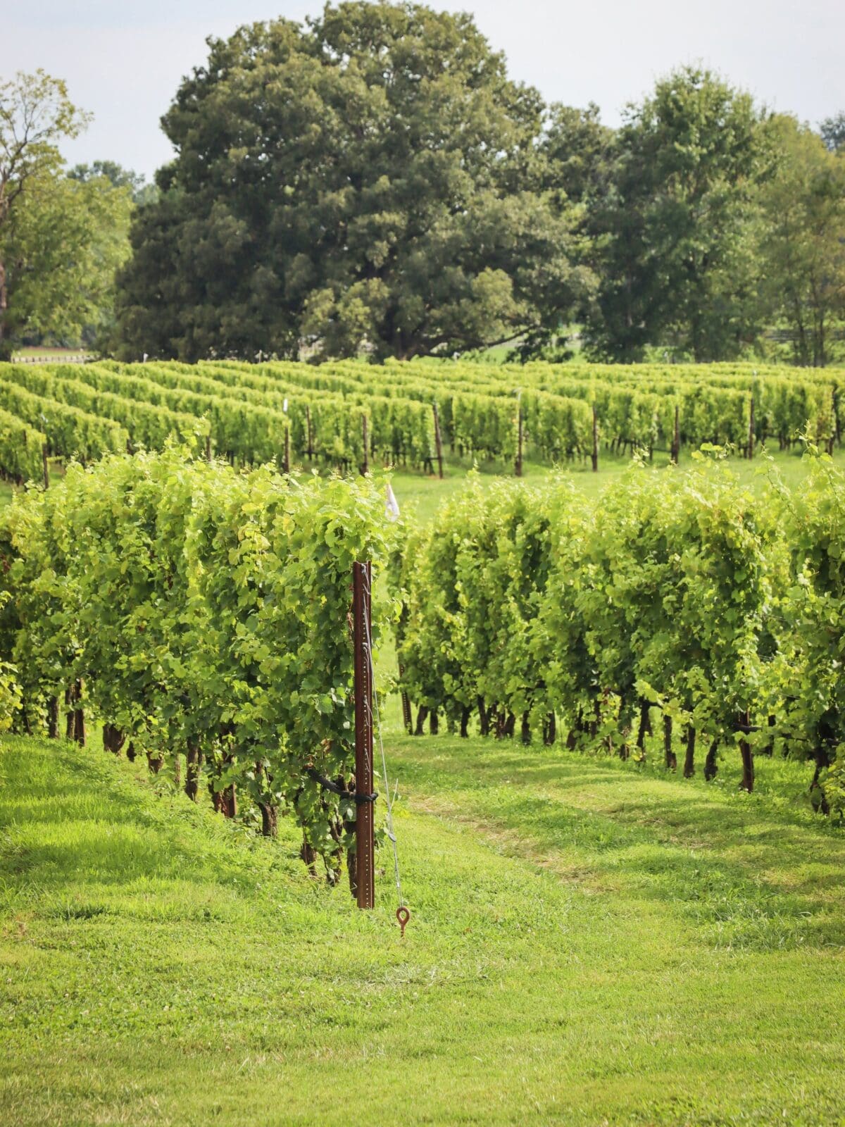 wineclassroom.substack.com