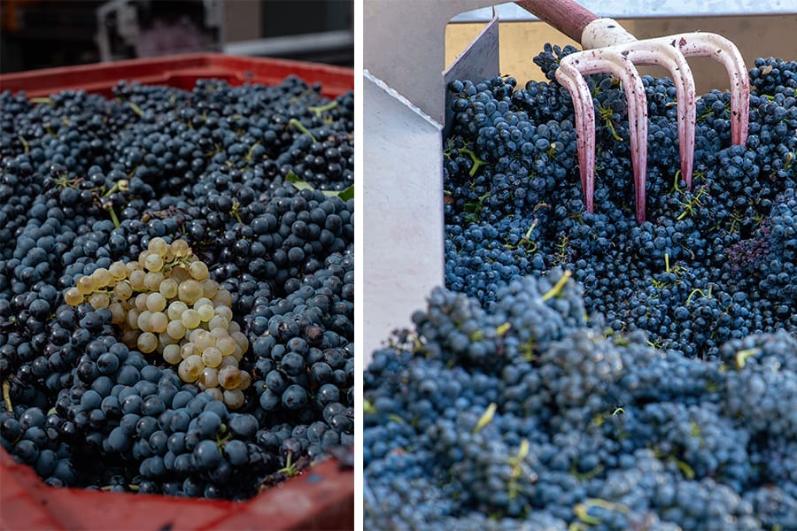 2026 Harvest: Domaine Combier Delivers an Outstanding Vintage in Crozes-Hermitage