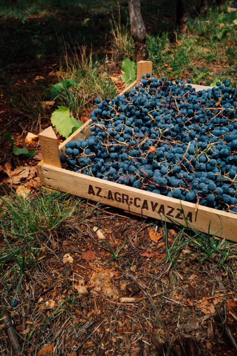 Cavazza Early 2026 Harvest