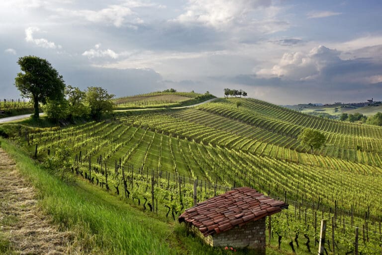 CONSORZIO-BARBERA_castagnole_1200