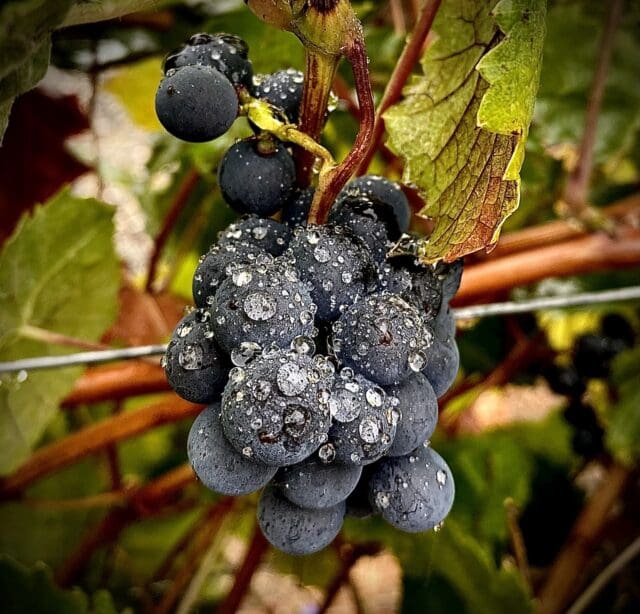 globalwinebank.com