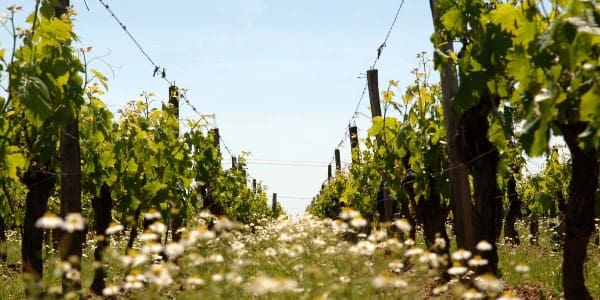 Wine Industry Network