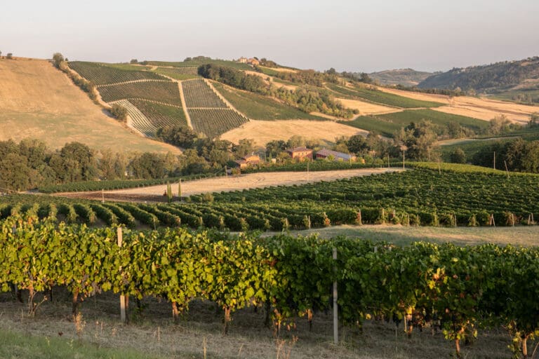 LA-GENISIA---VINEYARDS-1