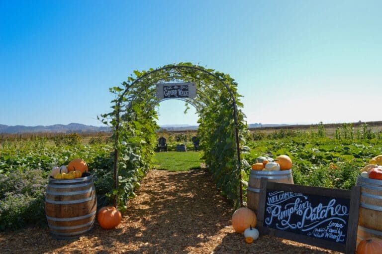 Larson Family Winery Pumpkin Patch_1