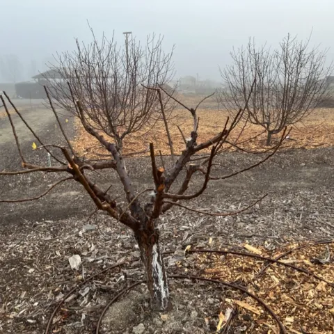 GDG Hands-on Workshop: Summer Fruit Tree Pruning - San Jose