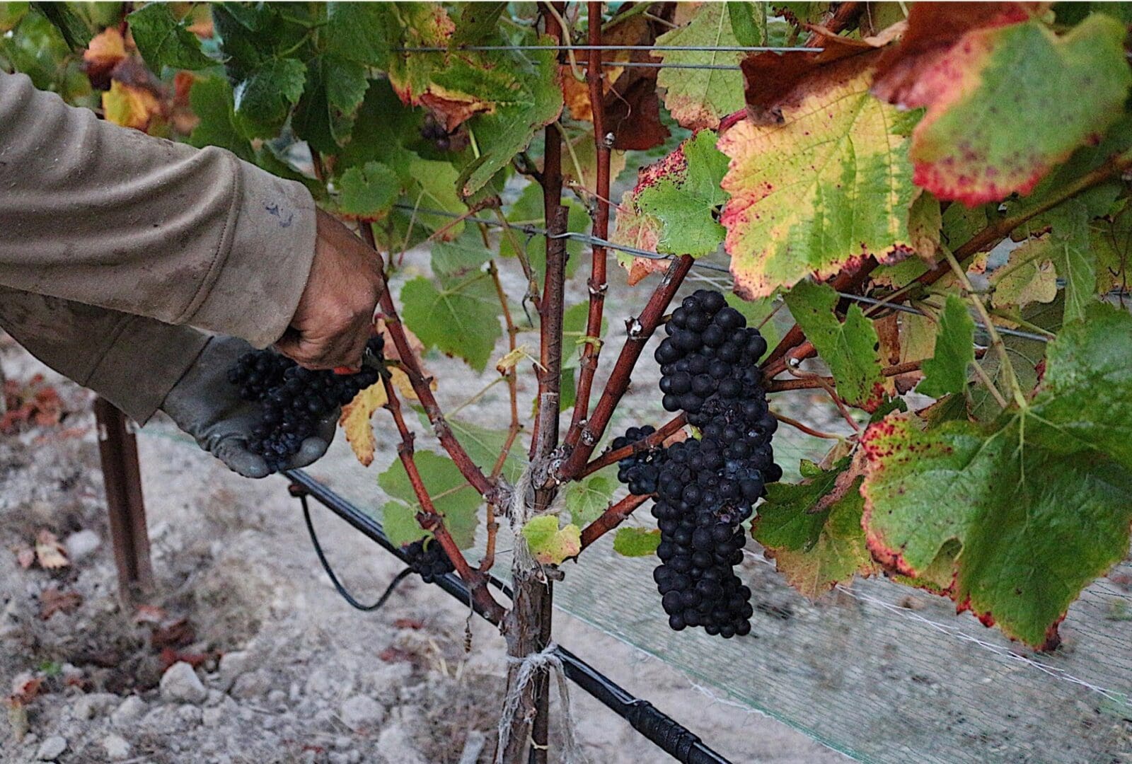 globalwinebank.com