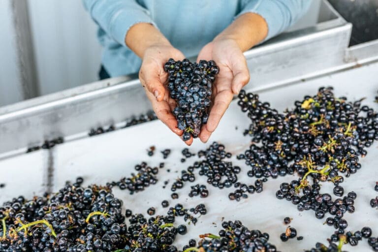 California 2026 Vintage Preview An Early Harvest Shows Promise Across the State_ftimg