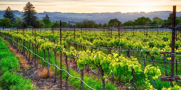 Wine Industry Network