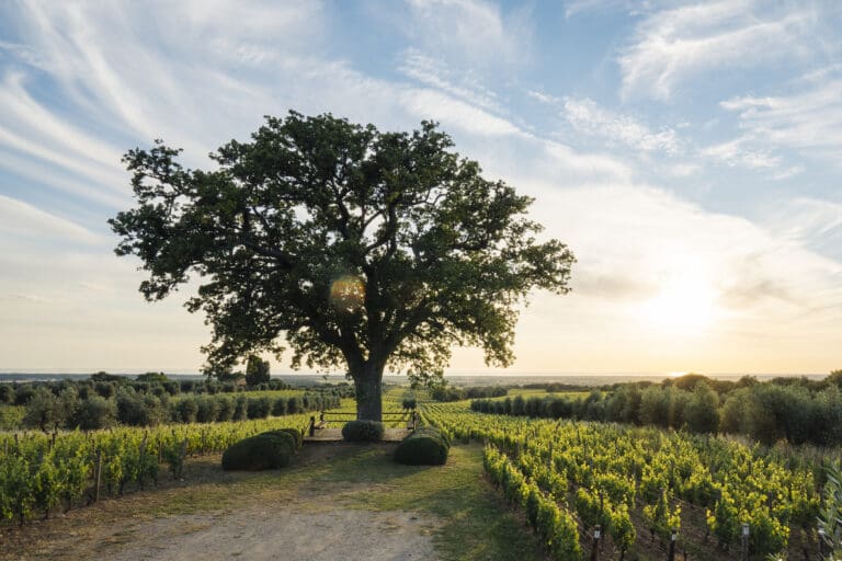 Ornellaia-Oak-of-Bellaria