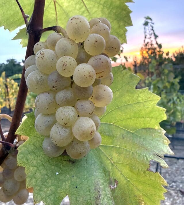 Grape Escapes: The Deep(est) Dive on 2026 Harvest by ​Editor