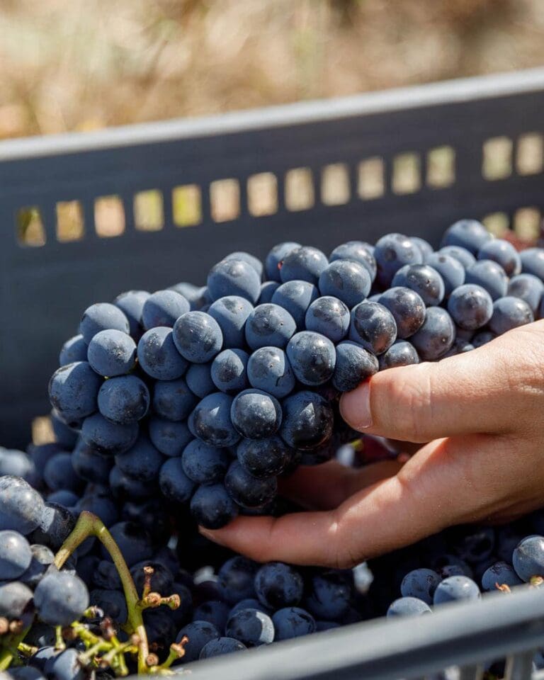 Harvest-2026-at-Tenuta-Luce_1