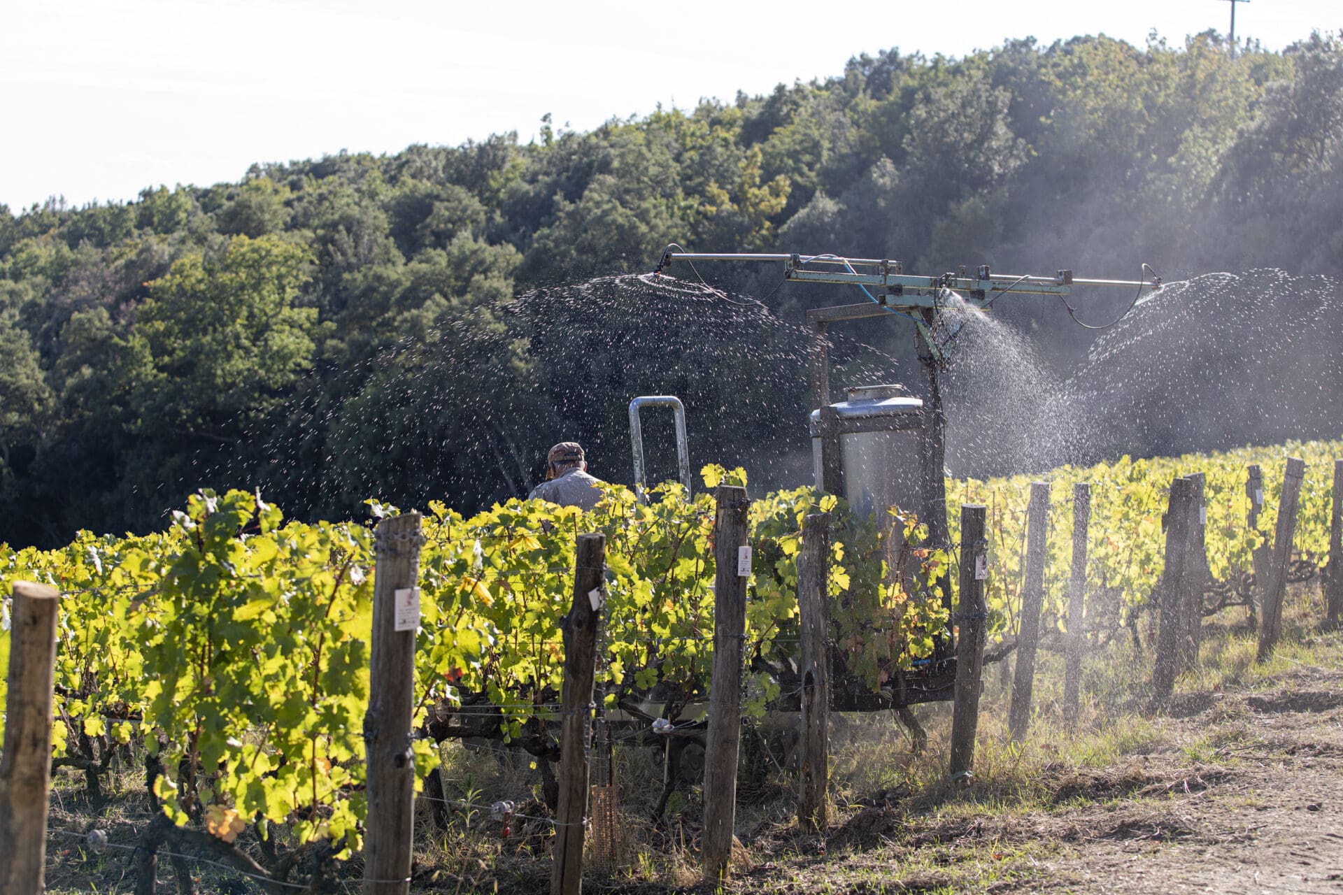 Caiarossa’s 2026 Harvest: Adapting to Extremes