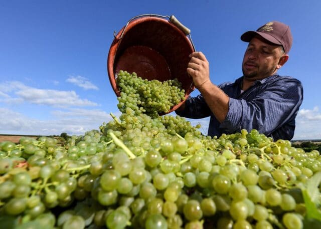 German wine harvest expected to be smallest since 2010