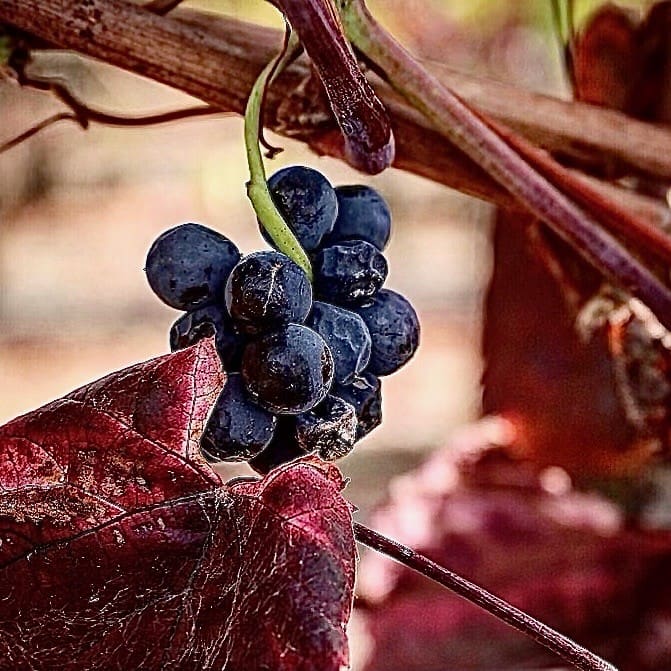 globalwinebank.com